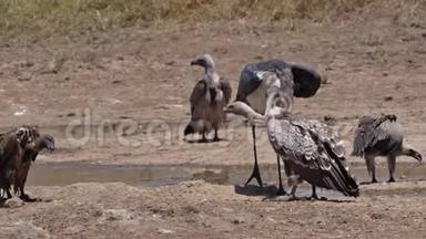 非洲白背秃鹫，非洲陀螺，站在水洞，马拉布鹳，海雀，战斗，N
